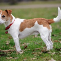 Parson Russell Terrier dog mini puppy